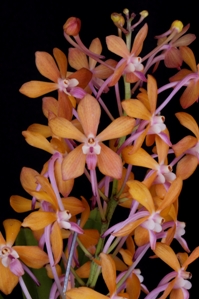 Vanda Gene Gadilhe Nak. Gene Gadilhe Diamond Orchids AM/AOS 82 pts.